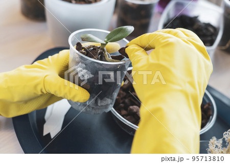 orchid transplanting, woman transplanting houseplants 95713810