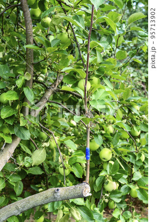 Grafting on a branch of a fruit tree in the garden 95713902