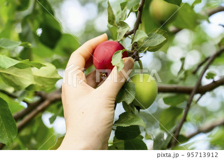 hand holds a red apple on a branch hand holds a red apple on a branch 95713912