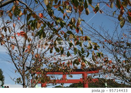 早朝の段葛を訪れて 95714433