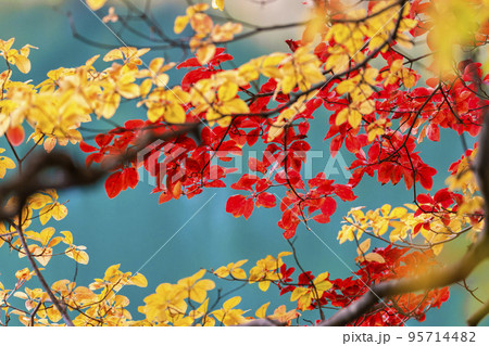 秋の五色沼自然探勝路　毘沙門沼　福島県北塩原村 95714482