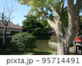 鎌倉鶴岡八幡宮を訪れて 95714491