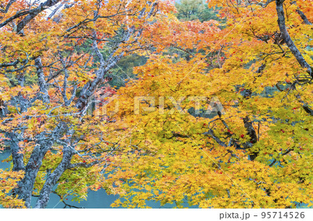 秋の五色沼自然探勝路　毘沙門沼　福島県北塩原村 95714526