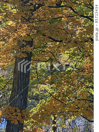 平岡地区住宅街の北公園の林も、朝日を浴びて赤・黄色に色づいた。 平岡地区住宅街の北公園の林も、朝日を浴びて赤・黄色に色づいた。 95715434