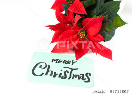 ポインセチアと手書きのメッセージ 95715807