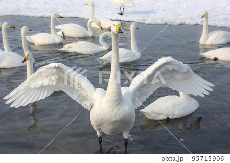 白鳥のいる雪化粧した屈斜路湖（冬の北海道） 95715906