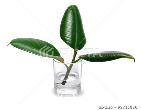 ficus elastica house plant rooted cutting in glass of water isolated on white background ficus elastica house plant rooted cutting in glass of water isolated on white background 95715926