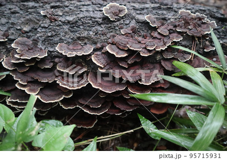 サルノコシカケ 95715931
