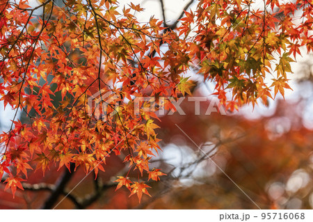 秋の土津神社（はにつじんじゃ）　紅葉　福島県猪苗代町 95716068