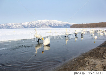 白鳥のいる雪化粧した屈斜路湖(冬の北海道) 白鳥のいる雪化粧した屈斜路湖(冬の北海道) 95716112