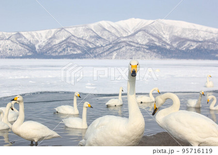 白鳥のいる雪化粧した屈斜路湖(冬の北海道) 白鳥のいる雪化粧した屈斜路湖(冬の北海道) 95716119