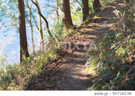 明るい御岳山の山道 95716236