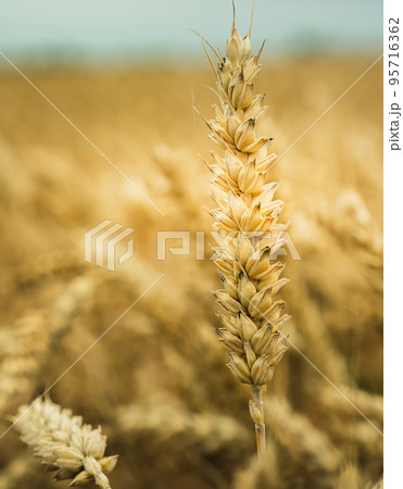 A ripe ear of rye in a field in summer. In the background a blurred yellow field of wheat. The concept of agriculture. Ripened wheat ready for harvesting. World Food Crisis. A ripe ear of rye in a field in summer. In the background a blurred yellow field of wheat. The concept of agriculture. Ripened wheat ready for harvesting. World Food Crisis. 95716362