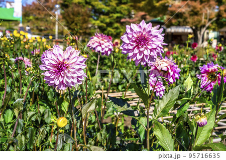 秋の風景 鮮やかに咲いたダリア 山形県川西町 秋の風景 鮮やかに咲いたダリア 山形県川西町 95716635