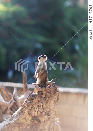 One little hairy meerkat sit on long dry tree, class suricate One little hairy meerkat sit on long dry tree, class suricate 95716705