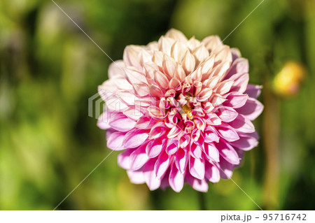 秋の風景　鮮やかに咲いたダリア　山形県川西町 95716742