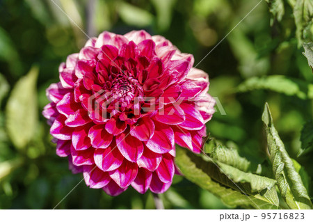 秋の風景　鮮やかに咲いたダリア　山形県川西町 95716823