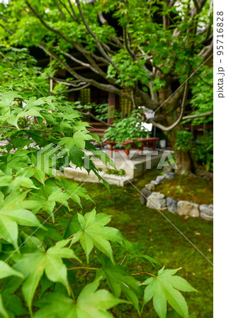 【京都】勝林寺、吉祥紅葉と境内 【京都】勝林寺、吉祥紅葉と境内 95716828