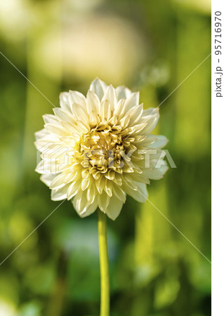秋の風景　鮮やかに咲いたダリア　山形県川西町 95716970