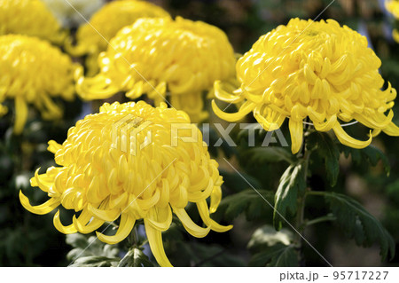 秋の風景 鮮やかに咲いた菊の花 山形県南陽市 秋の風景 鮮やかに咲いた菊の花 山形県南陽市 95717227