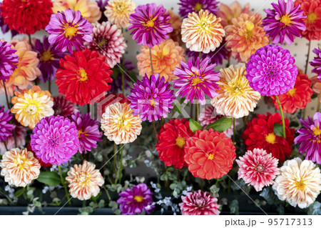 秋の風景 鮮やかに咲いたダリア 山形県川西町 秋の風景 鮮やかに咲いたダリア 山形県川西町 95717313