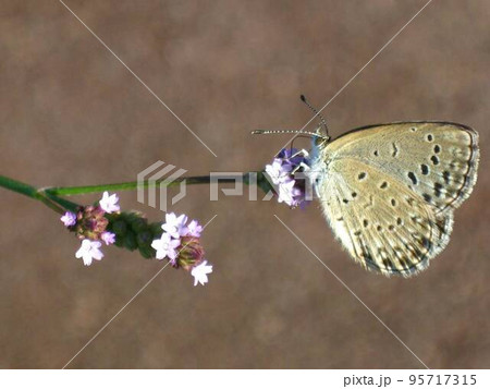 秋の日に花の蜜を吸うシジミチョウです。 95717315