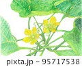冬瓜の花 95717538