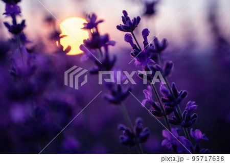 Lavender flower background with beautiful purple colors and bokeh lights. Blooming lavender in a field at sunset in Provence, France. Close up. Selective focus. 95717638