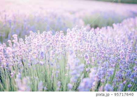 Close up Lavender flower blooming scented fields in endless rows on sunset. Selective focus on Bushes of Lavandula angustifolia purple aromatic flowers at lavender fields. Lavandula officinalis 95717640