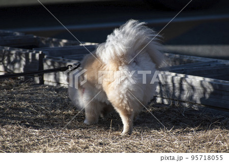 愛犬とお出かけした観光地 愛犬とお出かけした観光地 95718055