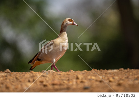 Egyptian goose crosses stony ground in sunshine 95718502