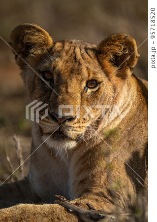 Close-up of lion cub lying watching camera Close-up of lion cub lying watching camera 95718520