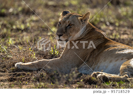 Close-up of lioness lying in sunlit grass 95718529