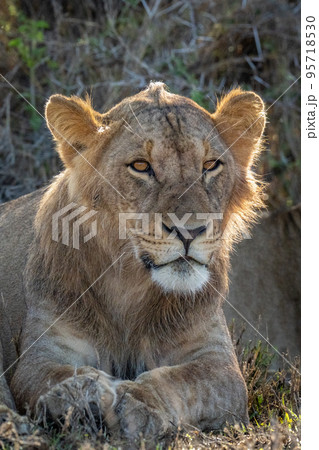 Close-up of male lion lying beside bush 95718530