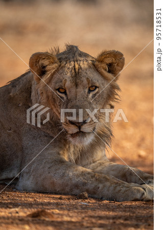 Close-up of male lion lying eyeing camera 95718531