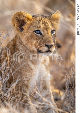 Close-up of lion cub sitting looking right 95718532