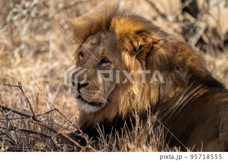 Close-up of male lion lying on grass Close-up of male lion lying on grass 95718555
