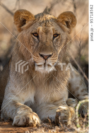 Close-up of young male lion lying sleepily 95718562