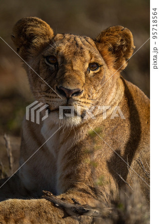 Close-up of lion cub lying with catchlight 95718564