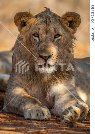 Close-up of male lion lying under tree Close-up of male lion lying under tree 95718565