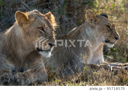 Close-up of male lion lying beside lioness Close-up of male lion lying beside lioness 95718570