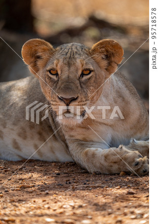 Close-up of lioness lying under shady bush 95718578