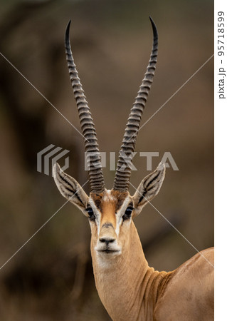 Close-up of male Grant gazelle watching camera 95718599