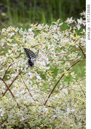 公園を優雅に飛ぶアゲハチョウ 95718686