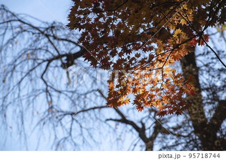 太陽の光に照らされて綺麗に見える秋の紅葉 太陽の光に照らされて綺麗に見える秋の紅葉 95718744