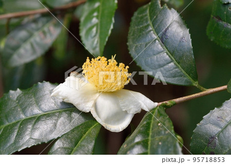 お茶の花 95718853
