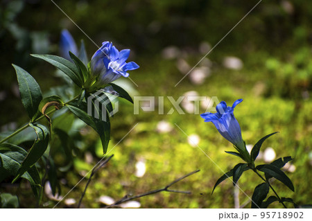 光に照らされて鮮やかに輝く緑とリンドウの花 95718902