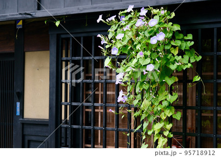 【飛騨高山】古民家の軒先に咲く昼顔 【飛騨高山】古民家の軒先に咲く昼顔 95718912