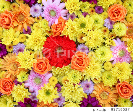 足利市　あしかがフラワーパークの花手水 95719087