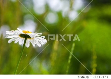 Natural macro photo with soft selective focus of a chamomile flower 95719174
